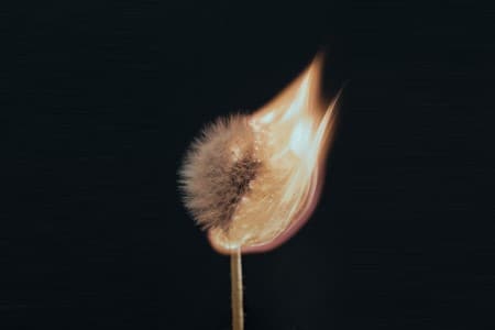Fleur de pissenlit en train de brûler