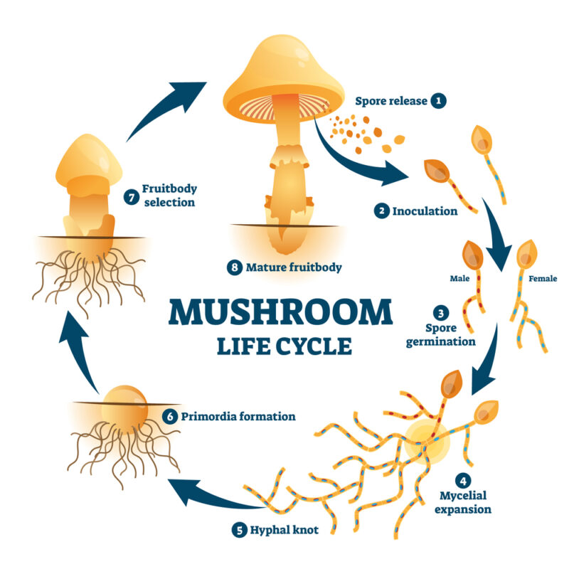 Rôle de la surveillance du CO2 dans la culture des champignons