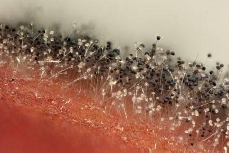 Vu à l'échelle microscopique de moisissures sur un fruit pourri