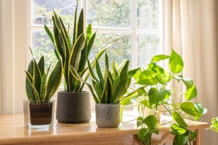 La Vapeur De L'humidificateur Humidifie L'air Sec Entouré De Plantes  D'intérieur D'intérieur Soins Des Plantes De Jardin