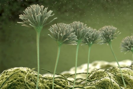 Image microscopique de moisissures en croissance et de spores